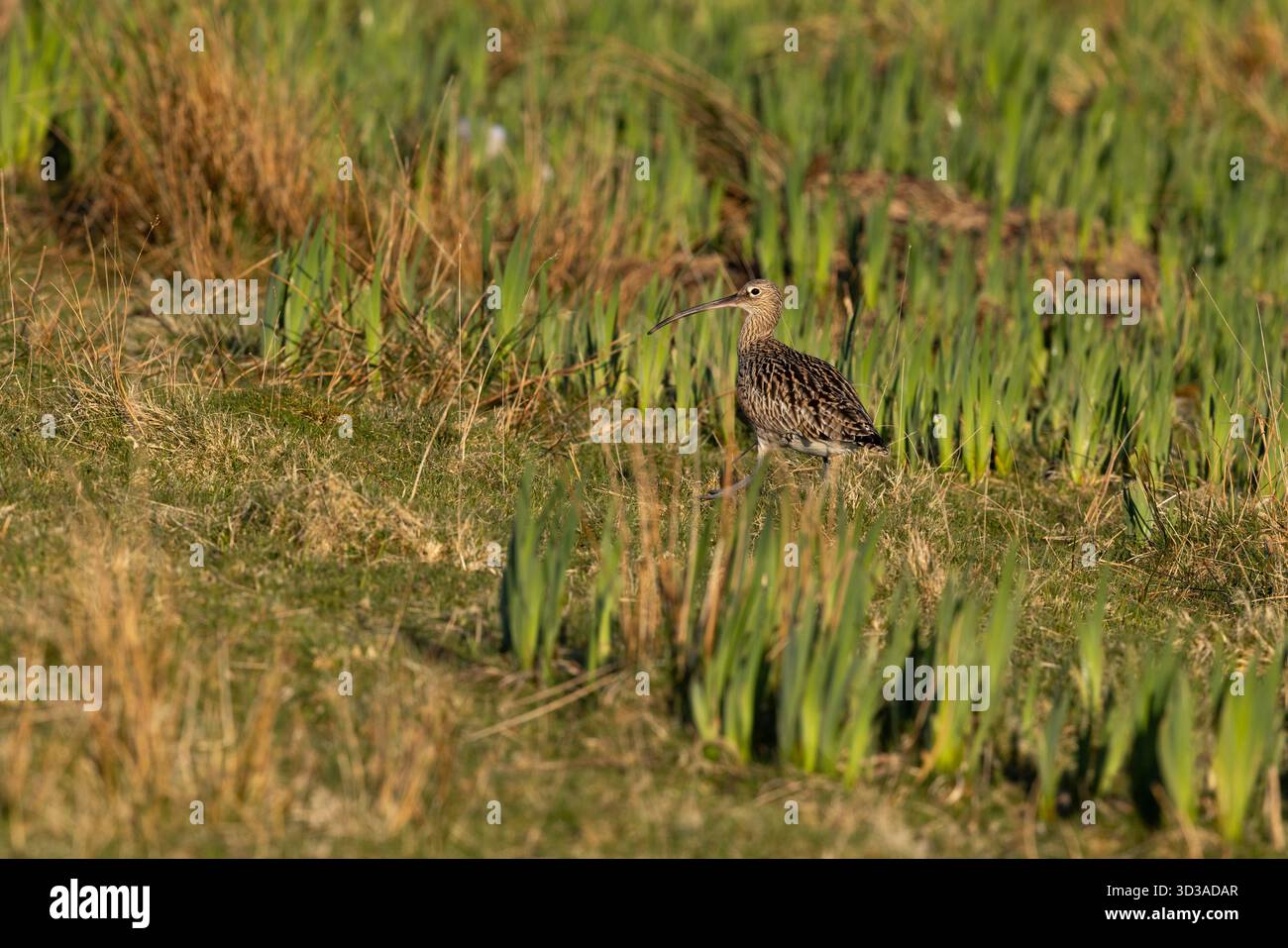 Curlew Numenius arquata eurasiatico, adulto che cammina attraverso il campo di Iris giallo pseudacorus, Loch Spelve, Isola di Mull, Scozia, Regno Unito, aprile Foto Stock