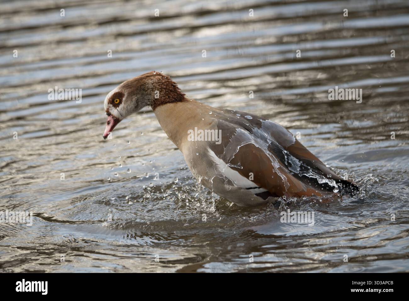 Oca egiziana che fa un grande spruzzo Foto Stock