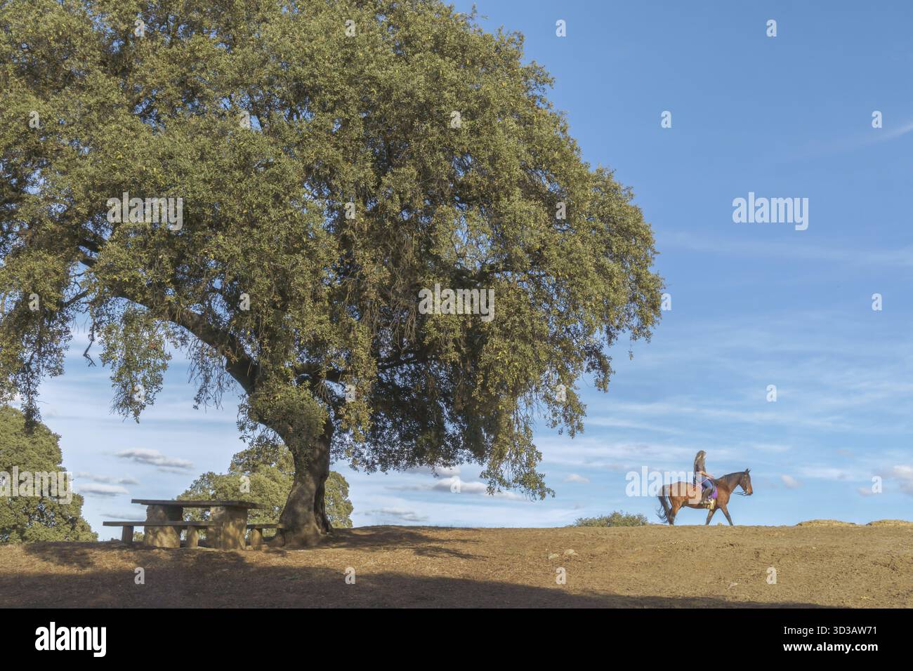 Donna che cavalca un cavallo all'aperto su una collina con un grande albero e un tavolo da picnic, godendosi il piacere equestre a ronda, malaga, spagna Foto Stock