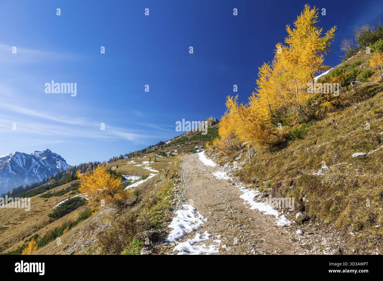 Atmosfera autunnale, larici con foglie, sentiero escursionistico per la Leobner Huette, alle spalle della catena montuosa Eisenerzer Reichenstein, Praebichl, Stiria, Foto Stock