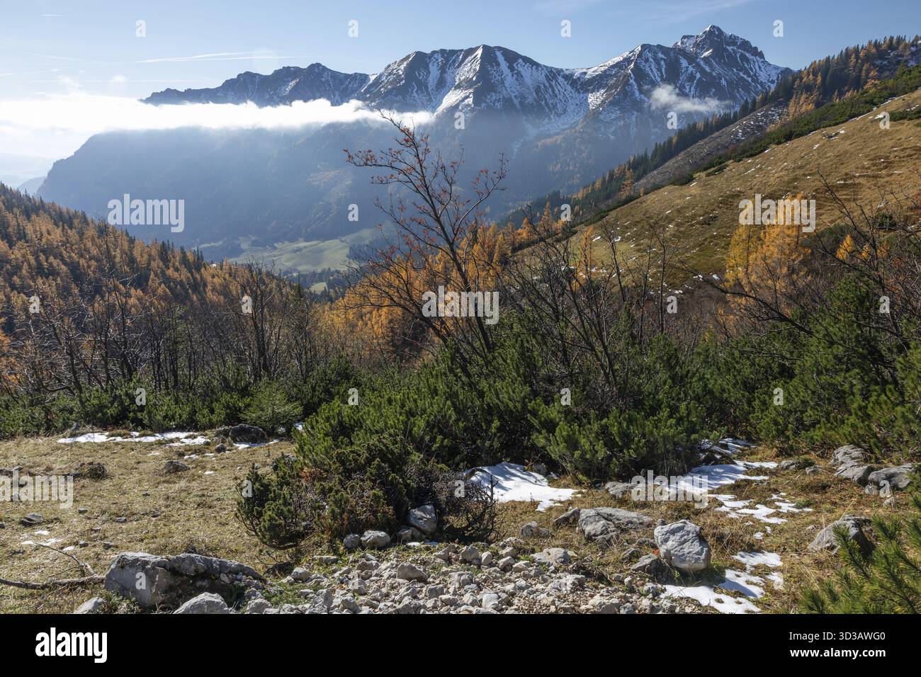Atmosfera autunnale, larici con foglie, sullo sfondo della catena montuosa Eisenerzer Reichenstein, Praebichl, Stiria, Austria Foto Stock