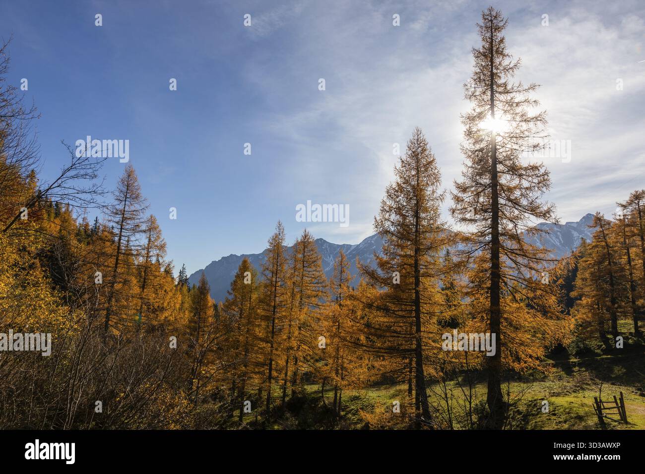 Atmosfera autunnale, foresta di larici con foglie autunnali, Eisenerzer Reichenstein Behind, Eisenerzer Alps, Praebichl, Stiria, Austria Foto Stock