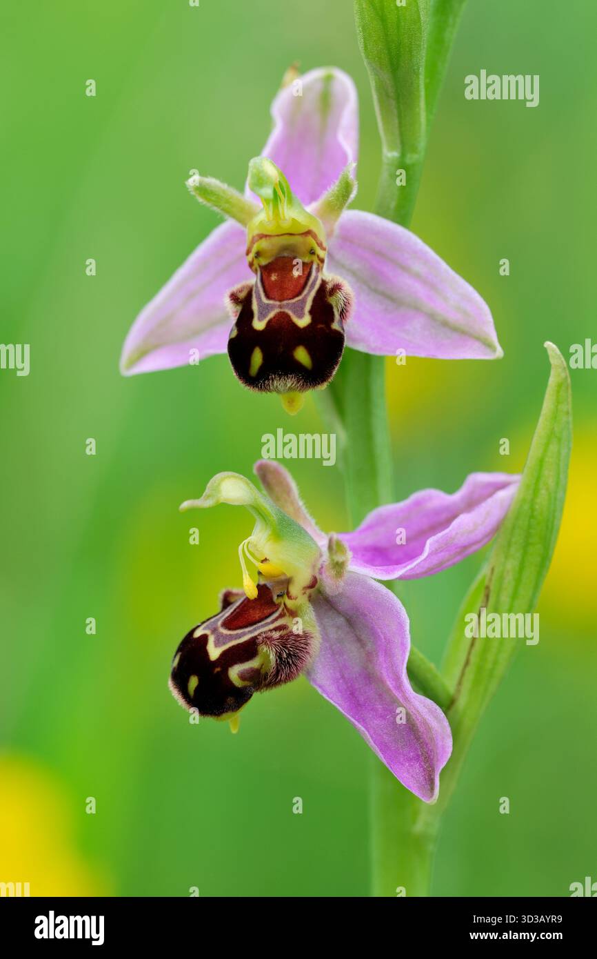 Orchidea delle api (Ophrys apifera) primo piano di punta di fiore che cresce su strada non falciata, East Lothian, Scozia, giugno. Foto Stock