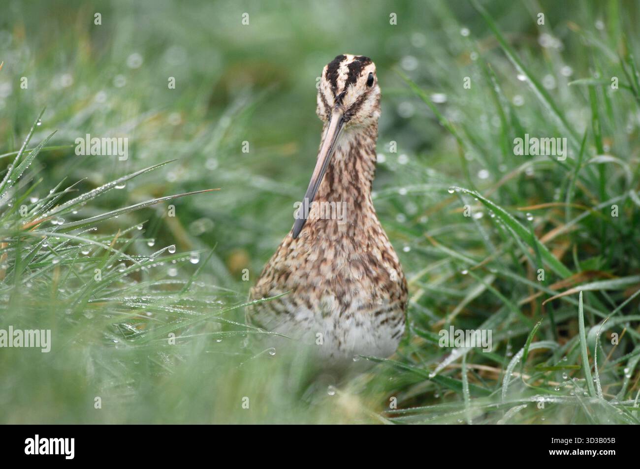 Common Snipe (Gallinago gallinago), fotografato la mattina presto su praterie umide del farmalnd, Berwickshire, Scozia, marzo Foto Stock
