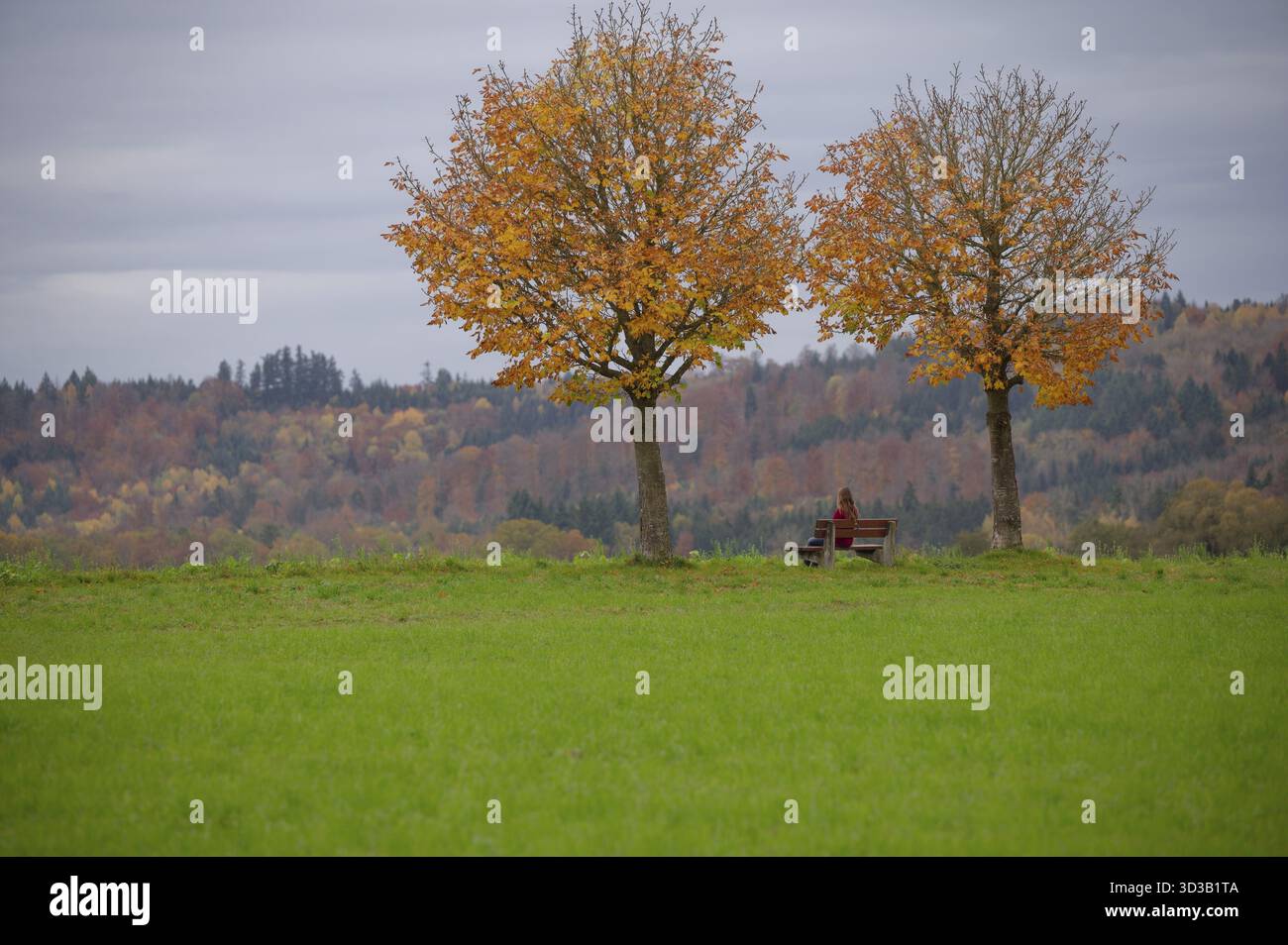 Autunno d'oro nel parco naturale della foresta sveva-Franconica, Starkholzbach, Bibersfeld, passeggiate, area ricreativa, Schwaebisch Hall, Hohenlohe, Ger Foto Stock
