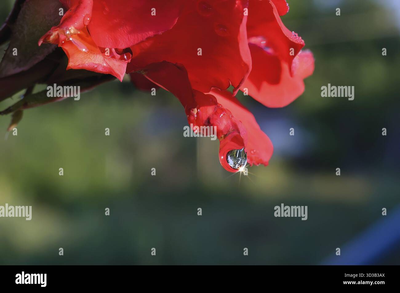 Una goccia di pioggia con un asterisco dal raggio del sole su un petalo di rosa rossa. Messa a fuoco selettiva sulle gocce Foto Stock