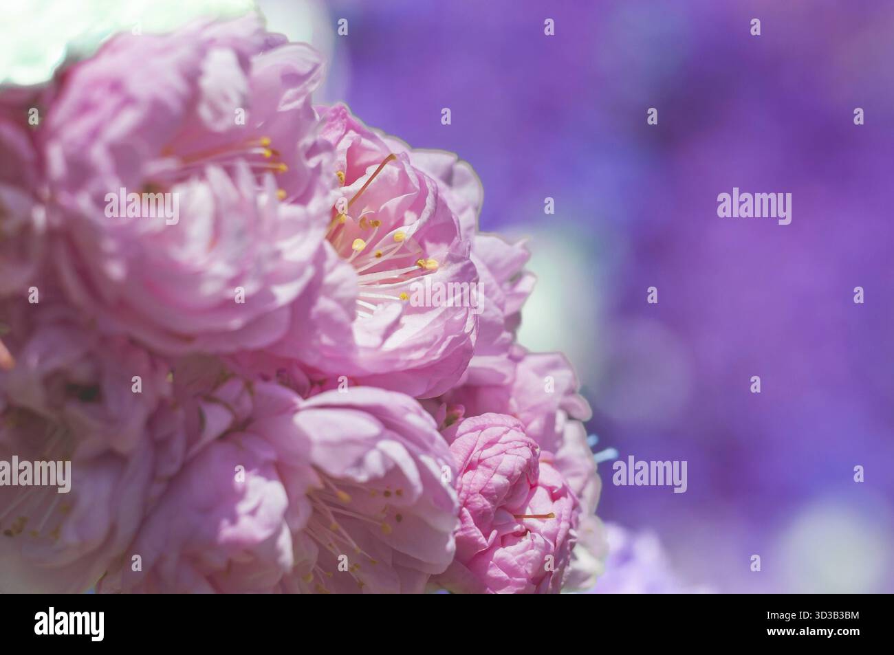 Grandi fiori rosa di amigdala sullo sfondo del cielo blu. Messa a fuoco morbida e primo piano della fioritura di sakura Foto Stock