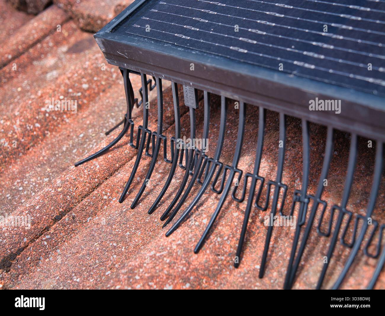Regno Unito - agosto 29 2025: Primo piano di un pannello fotovoltaico domestico con protezione antiuccelli su un tetto piastrellato rosso sotto un cielo blu nel Regno Unito, che illustra le energie rinnovabili residenziali e la protezione. Foto Stock