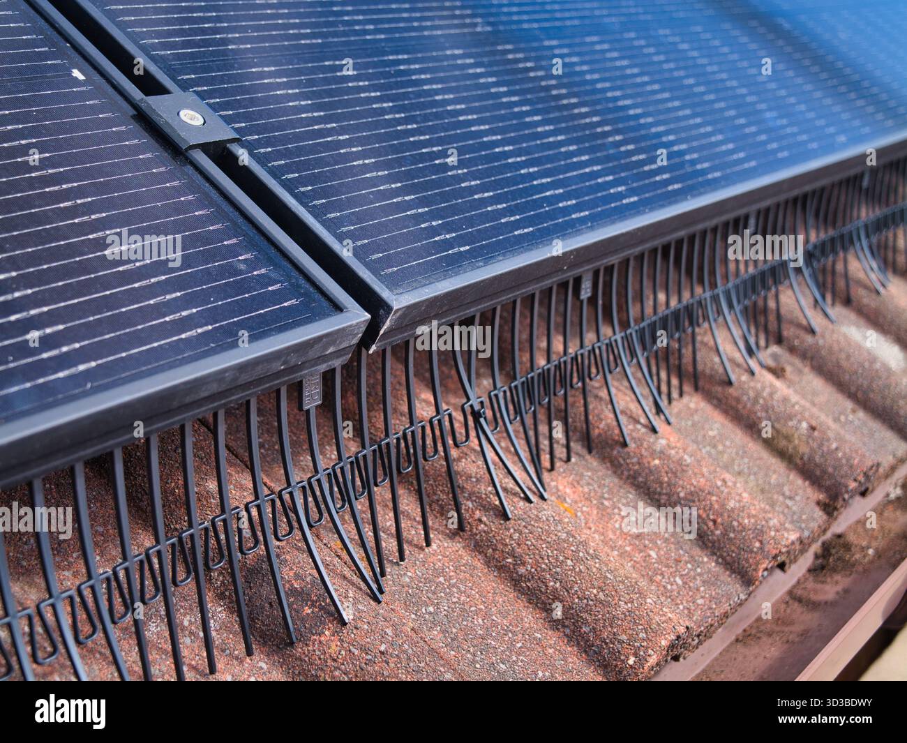 Regno Unito - agosto 29 2025: Primo piano di pannelli fotovoltaici con rete a prova di uccelli su un tetto di casa piastrellato sotto un cielo blu chiaro nel Regno Unito. Energia pulita ed efficienza domestica. Foto Stock