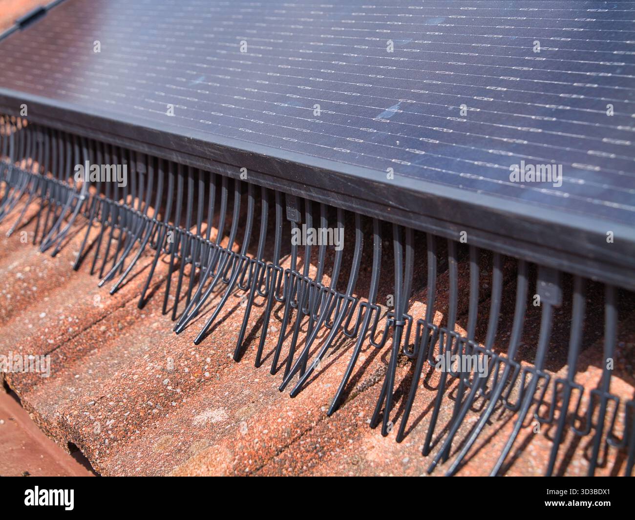 Regno Unito - agosto 29 2025: Primo piano di un pannello fotovoltaico sul tetto con rete antiuccelli su un tetto di una casa piastrellata di terracotta sotto il cielo blu nel Regno Unito, che mette in evidenza l'energia pulita e la protezione della casa. Foto Stock