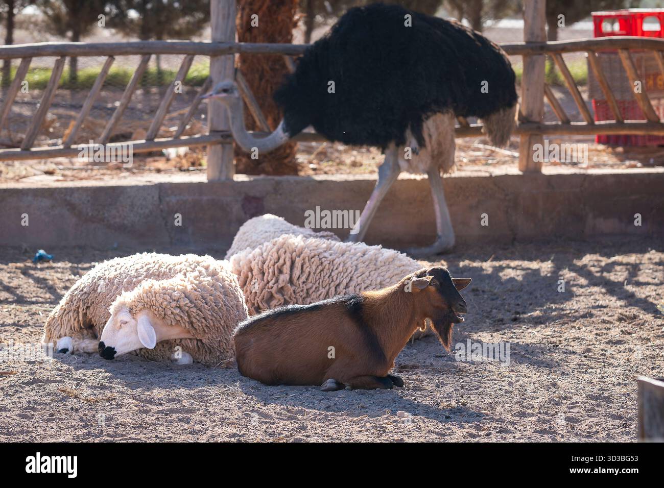 Capra e pecora con uno struzzo sullo sfondo, Marocco. Una capra e due pecore lanose riposano su un terreno sabbioso mentre uno struzzo cammina dietro di loro. Foto Stock