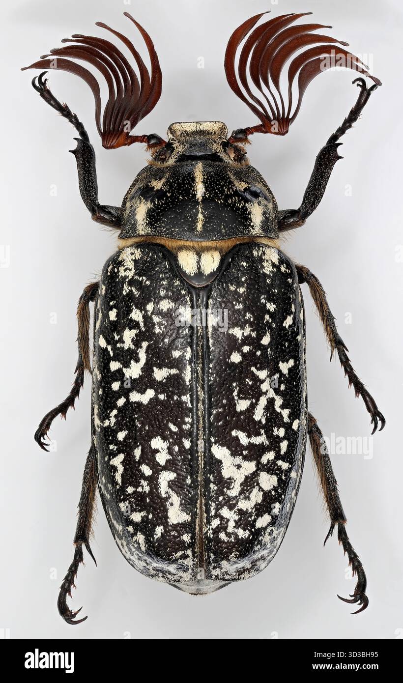 Chafer di pino, Polyphylla fullo. È uno dei più grandi coleotteri europei della famiglia Scarabaeidae. Una foto macro dettagliata di questo bellissimo insetto su un grigio Foto Stock