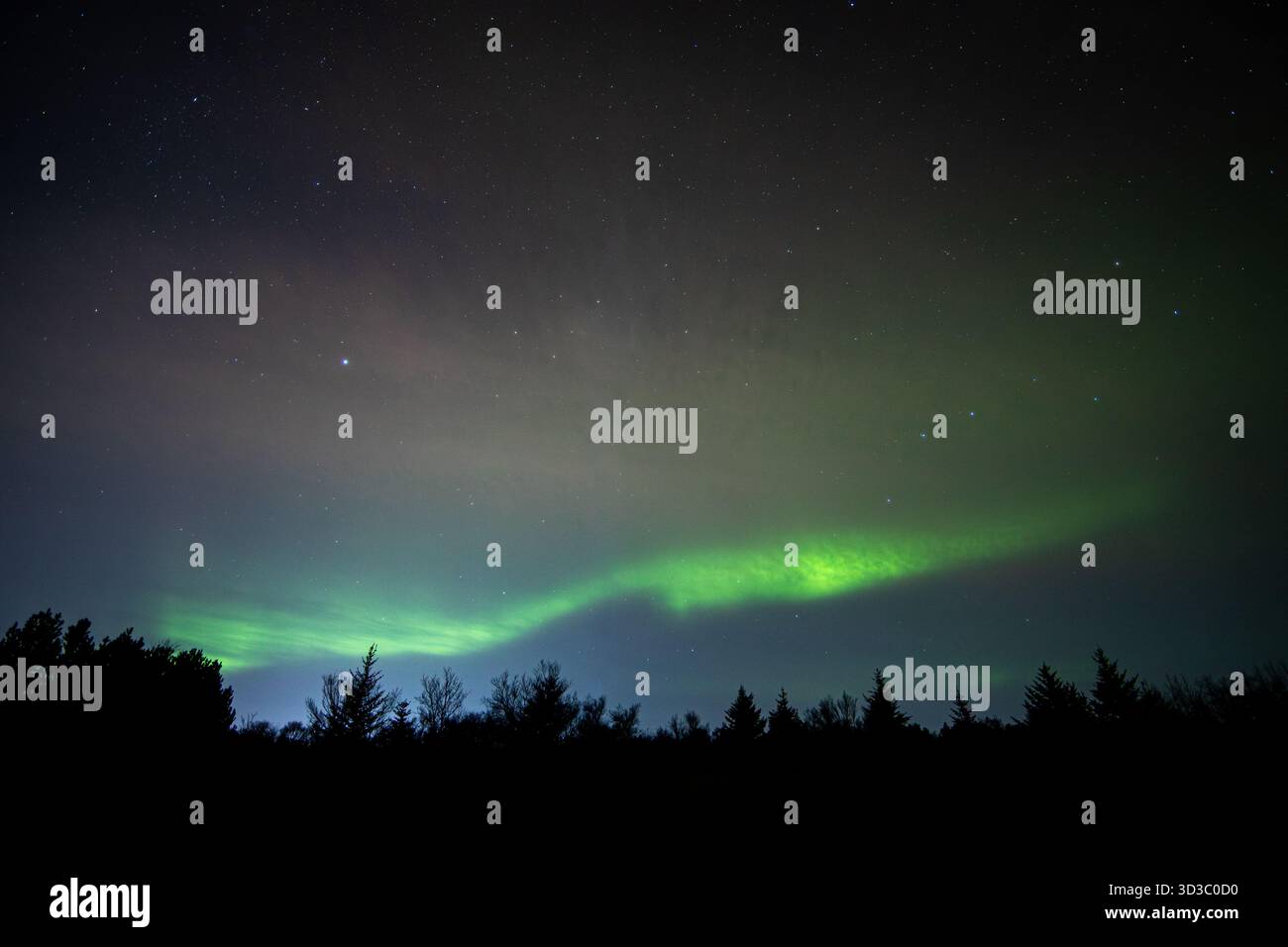 Aurora boreale semplice sopra alberi sagomati Foto Stock