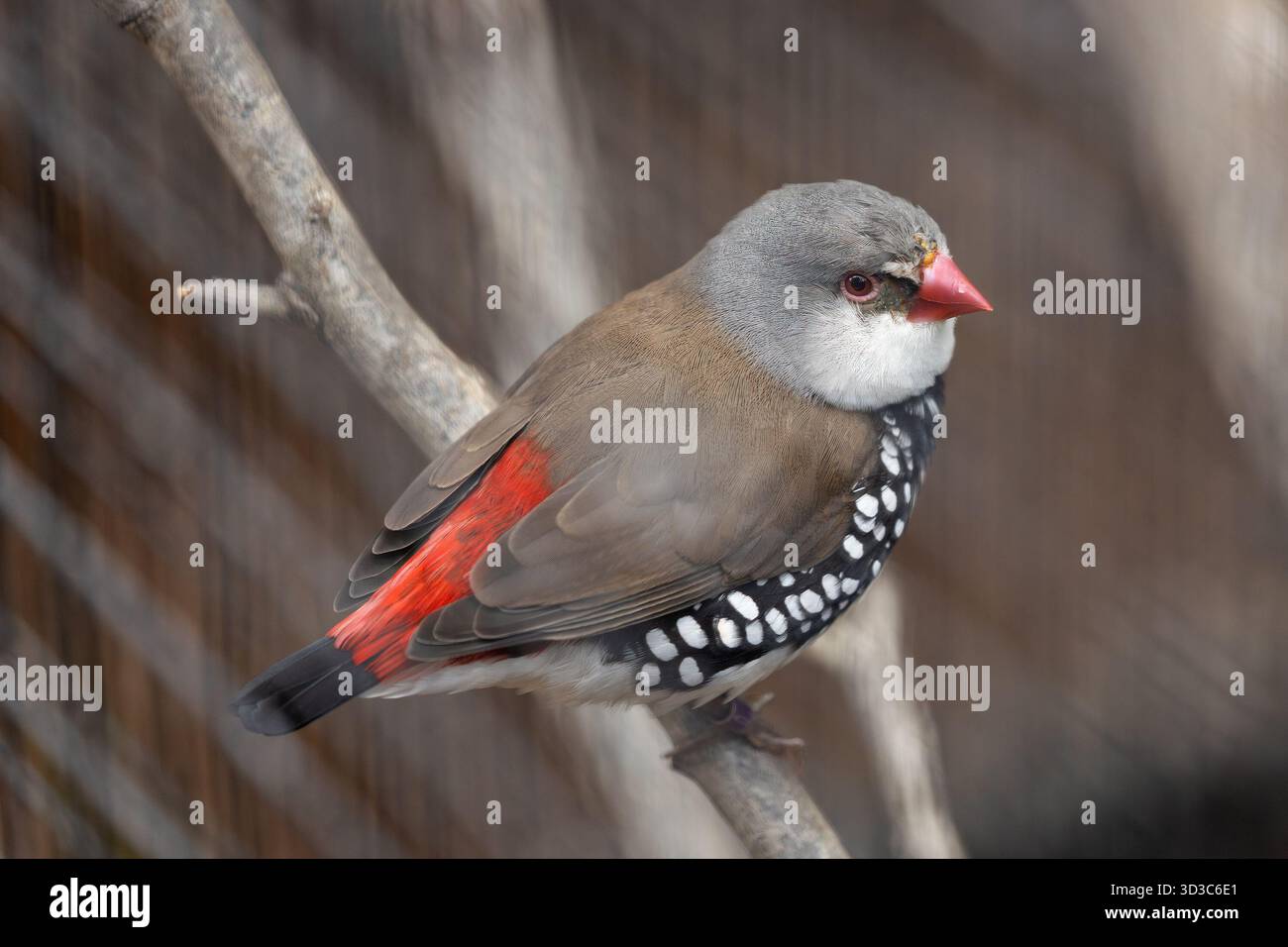 Un suggestivo finch con una brillante fossa cremisi e fianchi macchiati, fotografato in un bosco erboso di eucalipti nel sud-est dell'Australia; mangia principalmente erba Foto Stock