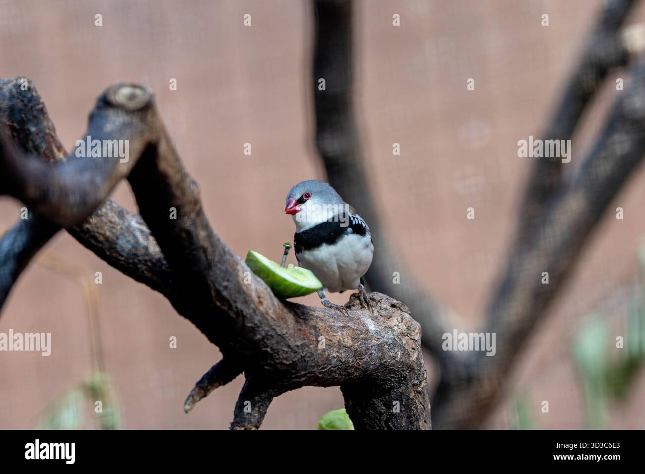 Un suggestivo finch con una brillante fossa cremisi e fianchi macchiati, fotografato in un bosco erboso di eucalipti nel sud-est dell'Australia; mangia principalmente erba Foto Stock