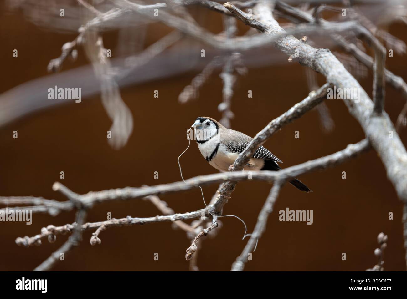 Un piccolo finch con una faccia bianca incorniciata da nero, due distinte fasce toraciche e parti superiori marroni, fotografato nel bosco erboso e asciutto dell'Australia; si nutre Foto Stock