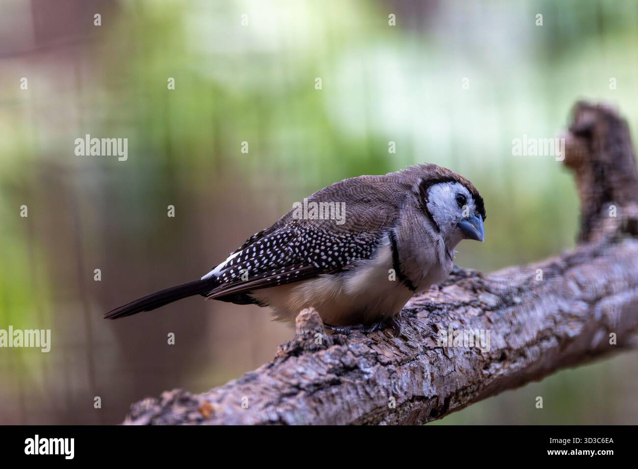 Un piccolo finch con una faccia bianca incorniciata da nero, due distinte fasce toraciche e parti superiori marroni, fotografato nel bosco erboso e asciutto dell'Australia; si nutre Foto Stock
