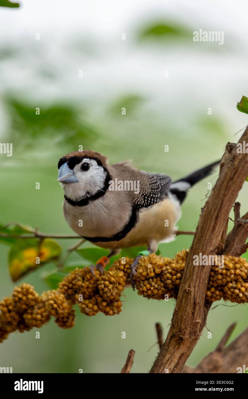 Un piccolo finch con una faccia bianca incorniciata da nero, due distinte fasce toraciche e parti superiori marroni, fotografato nel bosco erboso e asciutto dell'Australia; si nutre Foto Stock