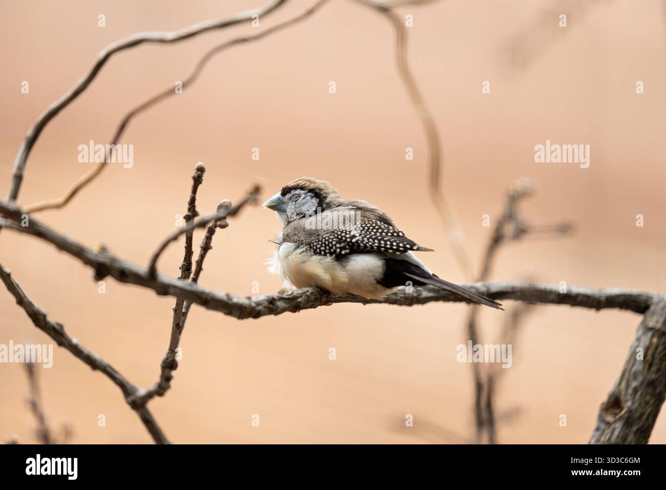 Un piccolo finch con una faccia bianca incorniciata da nero, due distinte fasce toraciche e parti superiori marroni, fotografato nel bosco erboso e asciutto dell'Australia; si nutre Foto Stock