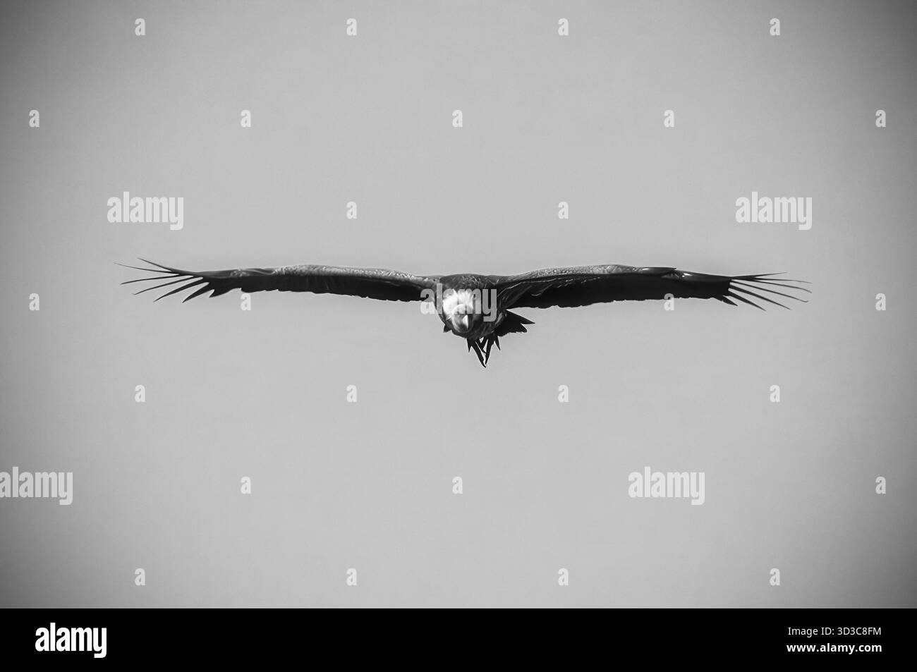 L'Avvoltoio si innalza aggraziatamente con le ali allungate sullo sfondo di un cielo azzurro, mostrando la sua impressionante apertura alare e la sua abilità aerea Foto Stock