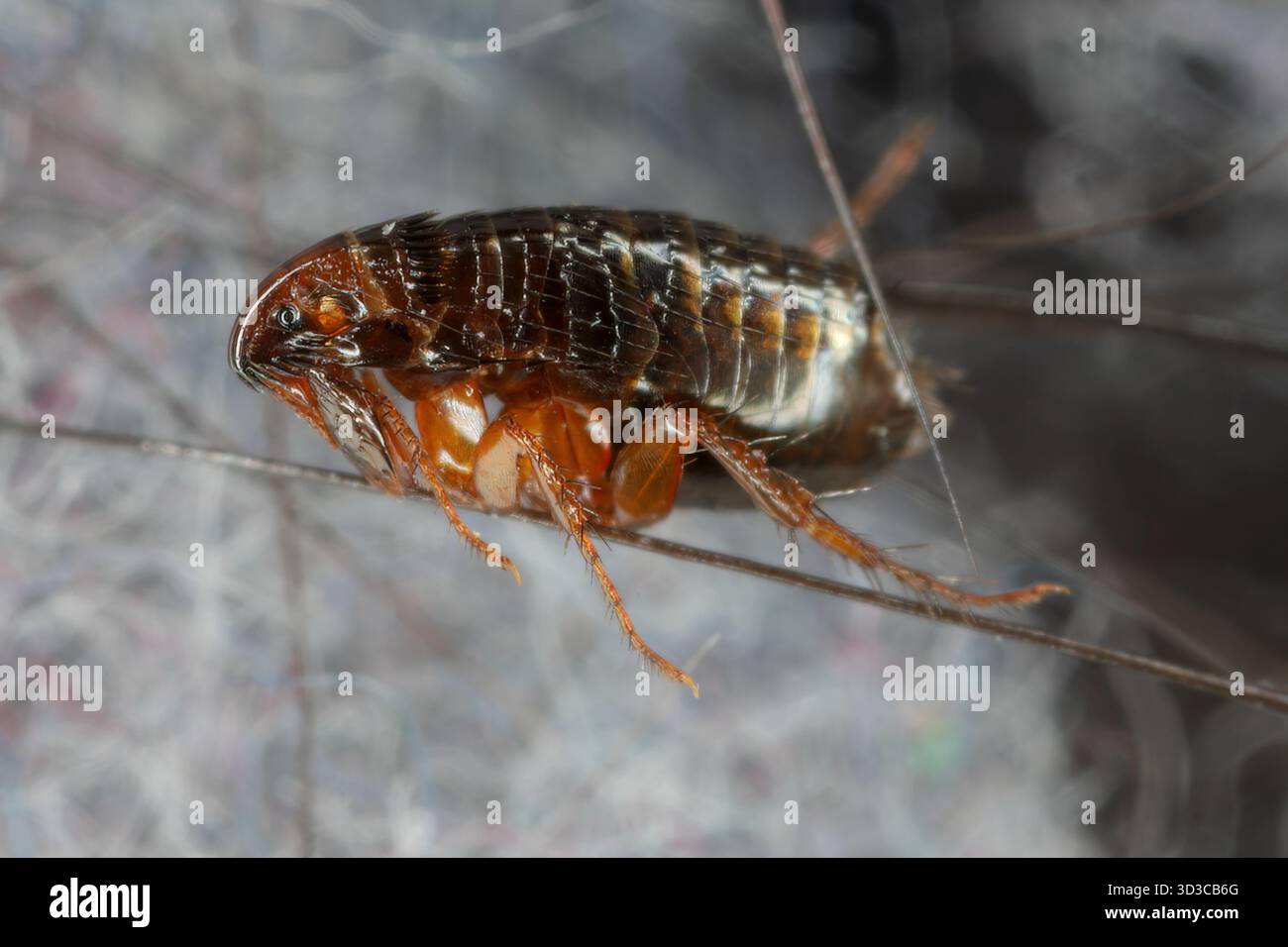 Pulci di gatto, Ctenocephalides felis. Insetto parassita comune il cui principale ospite è il gatto domestico, ma può anche mordere altri animali e esseri umani. Foto Stock