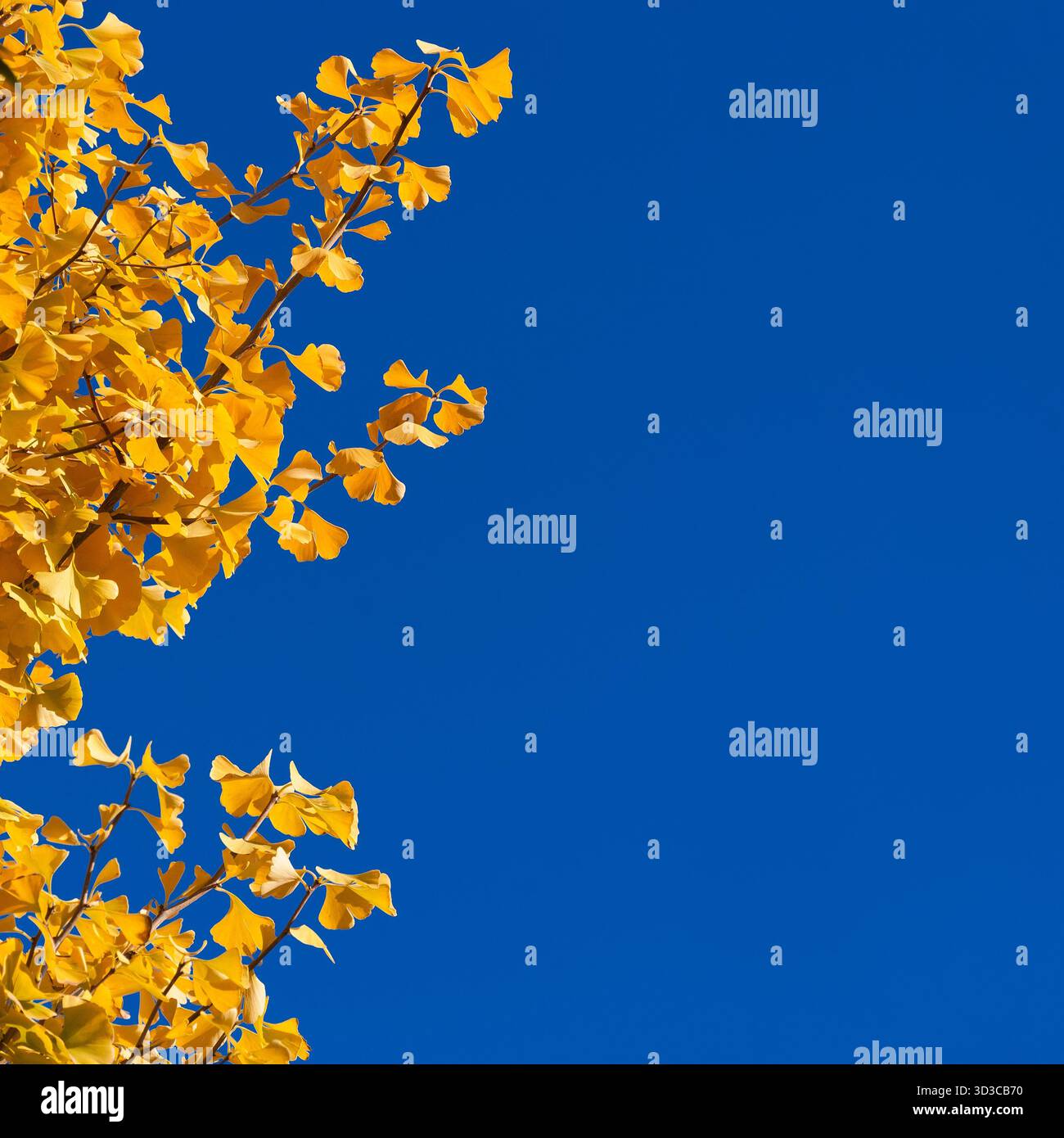 Autunno e fogliame. Foglie gialle di ginkgo con cielo blu e spazio di copia Foto Stock