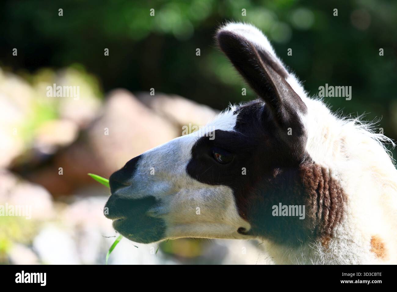 Primo piano di un lama andino in un ambiente soleggiato Foto Stock