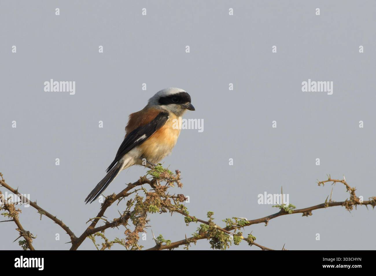 Shrike (Lanius vittatus) arroccato su un ramo spinoso a Bhigwan, nel Maharashtra, impressionante uccello delle praterie secche indiane. Foto Stock