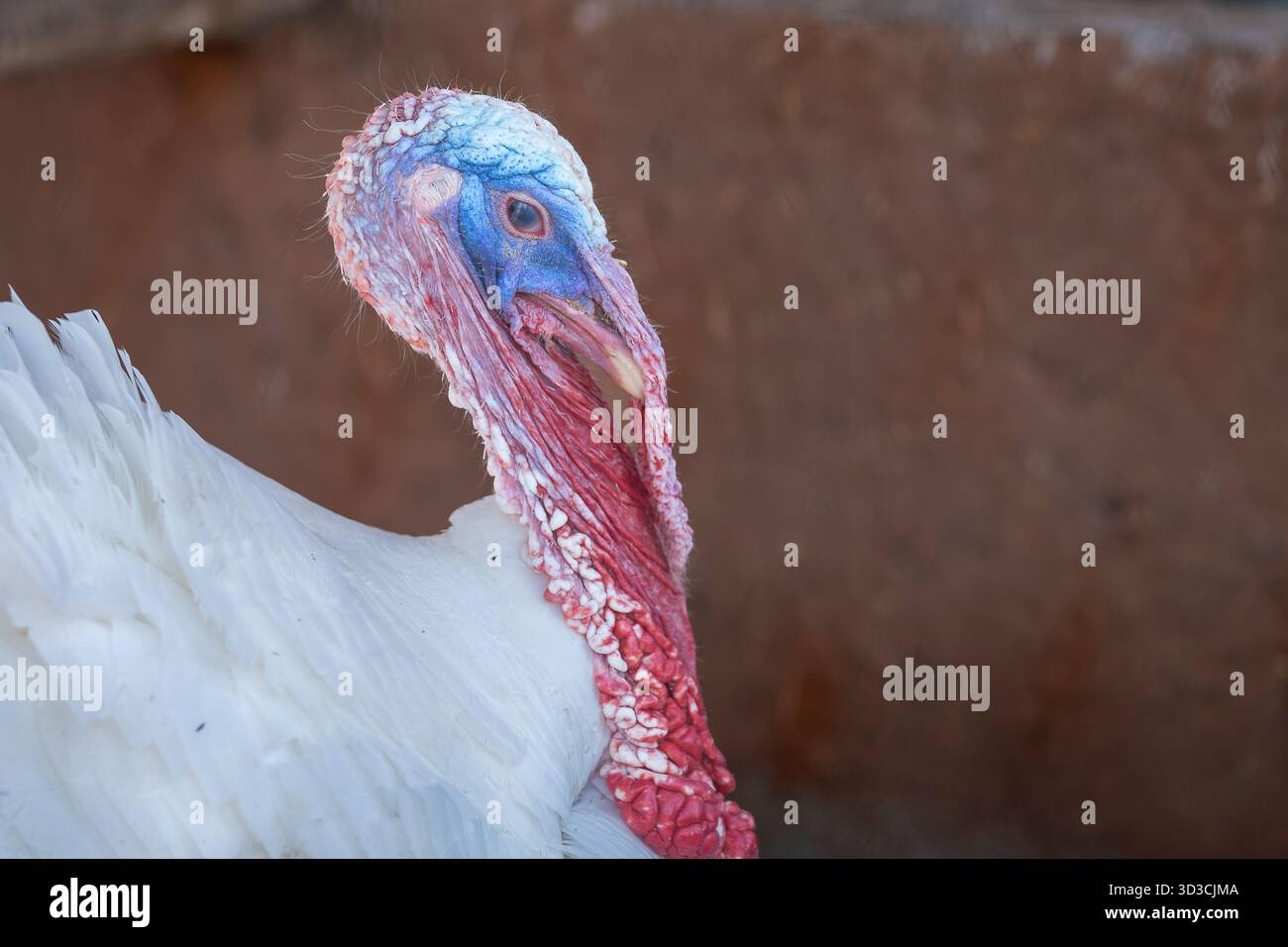 Ritratto ravvicinato di un tacchino domestico bianco con sonaglino rosso e faccia blu. Ritratto di tacchino bianco, sfondo di pareti in argilla, Marocco. Foto Stock