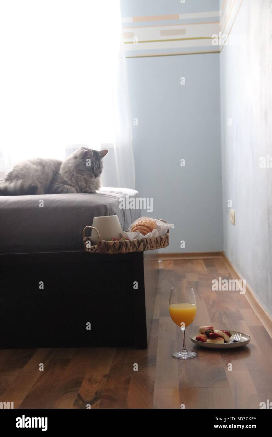 Accogliente mattina a casa con gatto, caffè e colazione a letto: Momenti di vita rilassanti con luce naturale Foto Stock