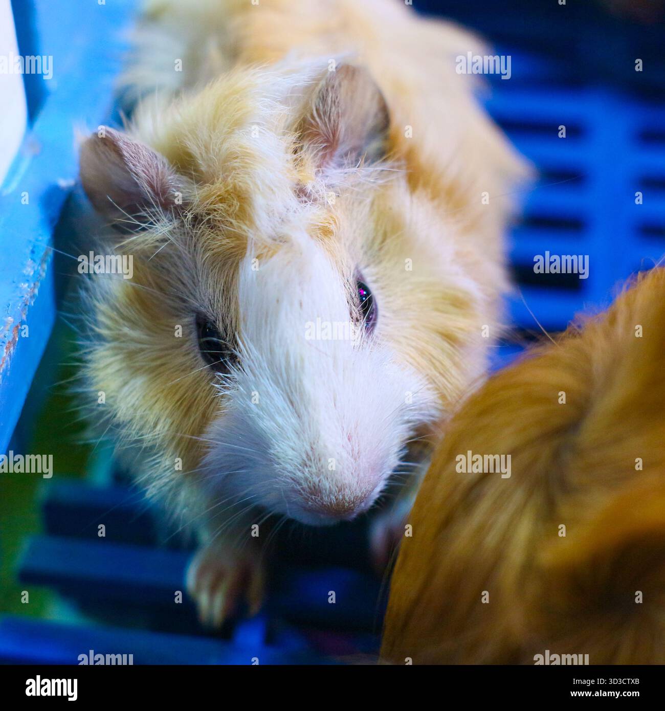 Simpatico porcellino d'India bianco e abbronzato visto dall'alto, perfetto per illustrare la cura degli animali, l'adozione di animali domestici e ambienti domestici accoglienti. Foto Stock