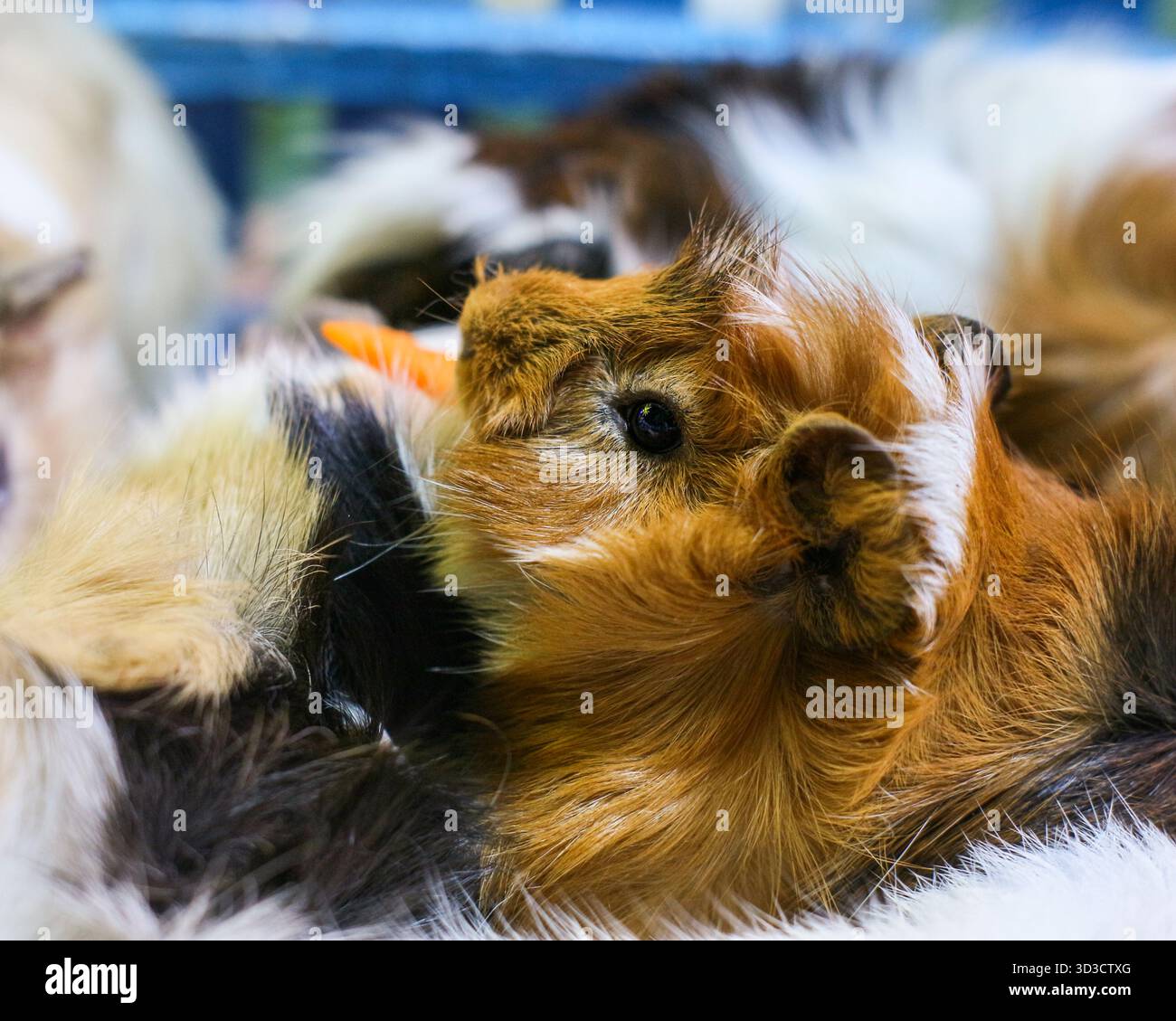 Adorabili cavie multicolore si sono accarezzati, esprimendo amicizia, cura e gioia. Perfetto per animali domestici o per usi didattici. Foto Stock