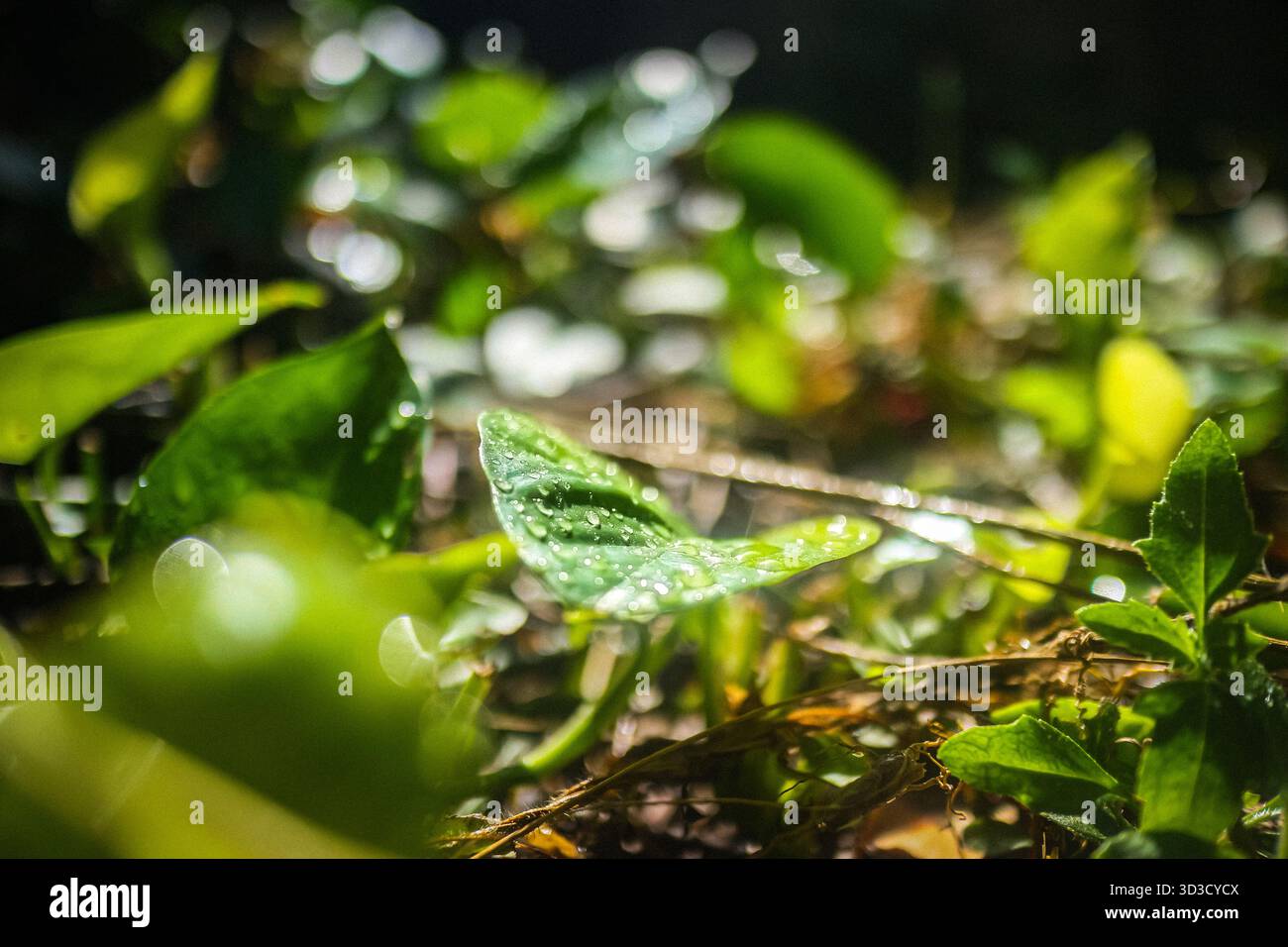 Vivace vegetazione tropicale con gocce d'acqua e luce soffusa. Il bellissimo sfondo bokeh enfatizza la salute organica, la natura fresca e l'ecosistema. Foto Stock