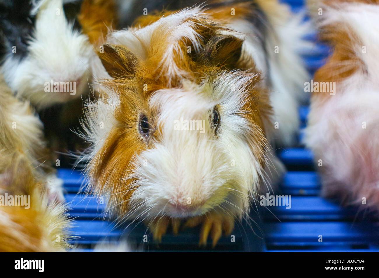 Vista frontale di morbide cavie con pelliccia morbida in tonalità bianco e marrone, guardando direttamente la fotocamera, ideale per la cura degli animali domestici e lo stile di vita della famiglia. Foto Stock