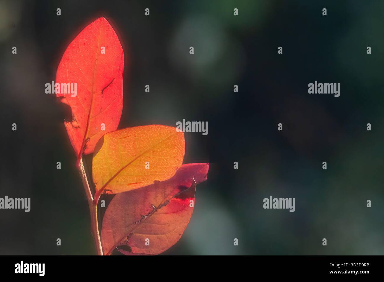 Foglie di mirtilli di Highbush in autunno, colore, Foto Stock