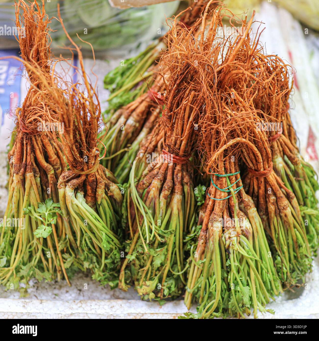 Radici di coriandolo appena confezionate, un ingrediente aromatico cruciale per autentica cucina tailandese, spezie tradizionali e cucina del sud-est asiatico. Foto Stock