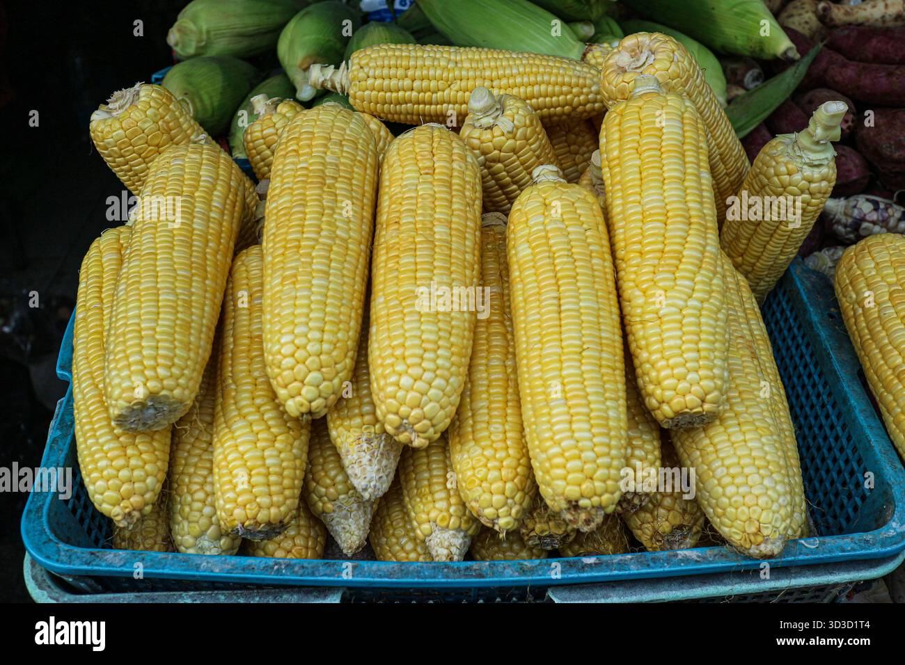 Pannocchie di mais giallo fresche in un cesto, che simboleggia l'abbondanza del raccolto estivo, prodotti di mercato e ingredienti sani e crudi. Foto Stock