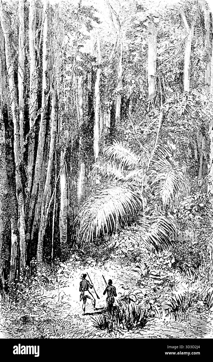 Vivi la giungla sudamericana, Sud America Foto Stock