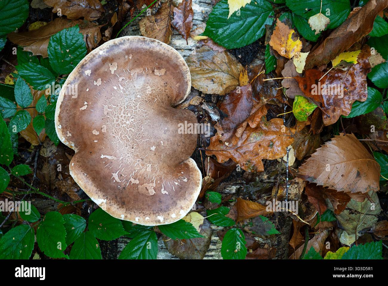 Birch Polypore Fomitopsis betulina, vista dall'alto verso il basso di un grande fungo bramoso che cresce su un albero di betulla caduto in decomposizione tra foglie e bramble, Nottingham Foto Stock
