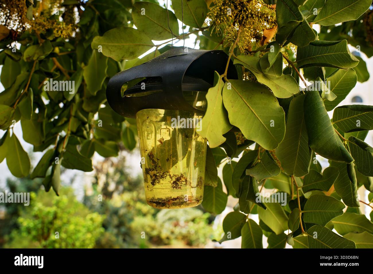 Primo piano di una trappola per insetti appesa tra foglie verdi in un giardino soleggiato, utilizzata per il controllo dei parassiti e l'osservazione ambientale. Foto Stock