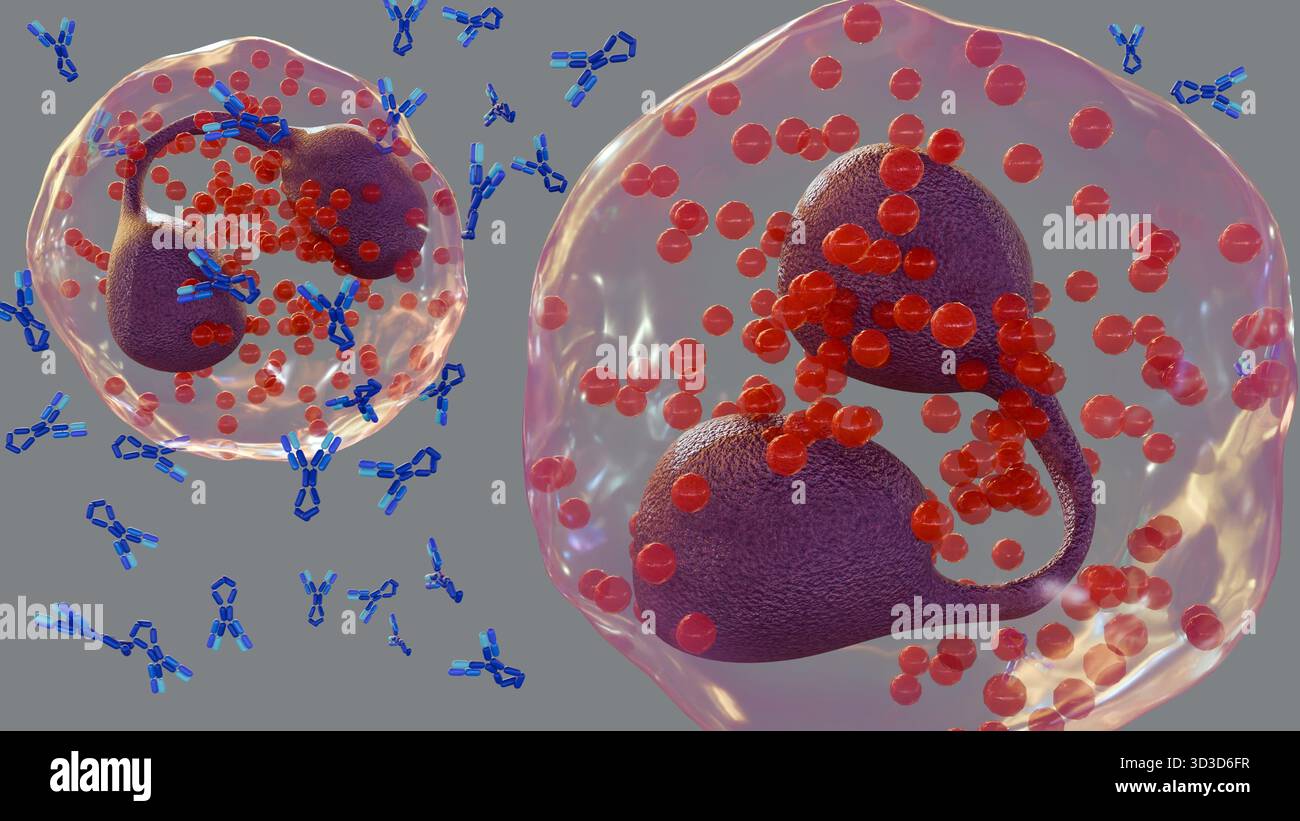 Rappresentazione 3d dell'illustrazione biologica di un grande globo bianco o di un eosinofilo. Attorno alla cellula sono presenti molti anticorpi IgE. Foto Stock