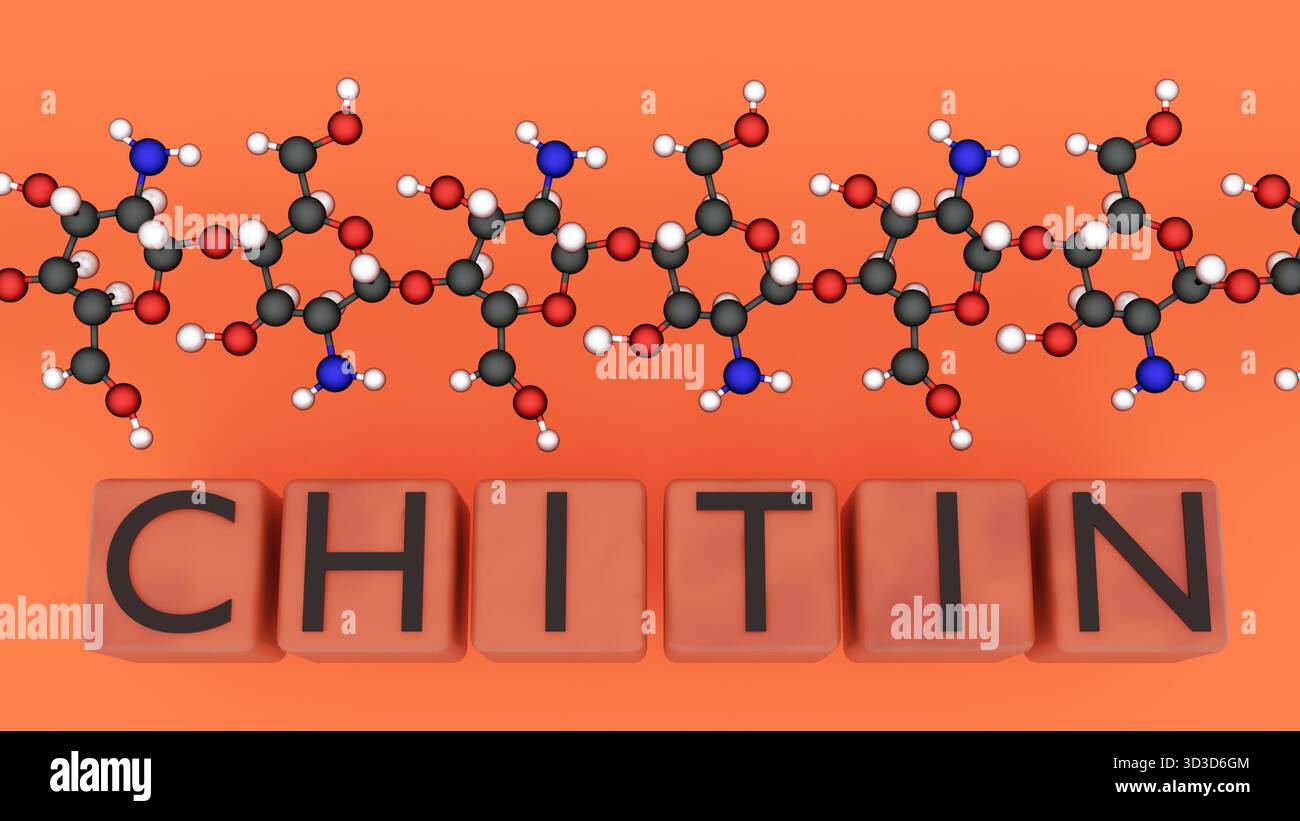 Rendering 3D della struttura molecolare della CHITINA e della parola CHITINA. Una visualizzazione educativa del polisaccaride complesso noto come Chitin. Foto Stock