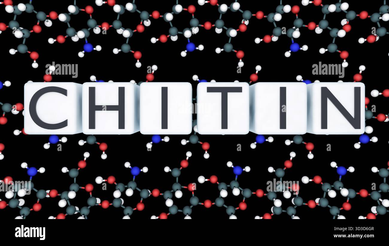 Rendering 3D della struttura molecolare della CHITINA e della parola CHITINA. Una visualizzazione educativa del polisaccaride complesso noto come Chitin. Foto Stock