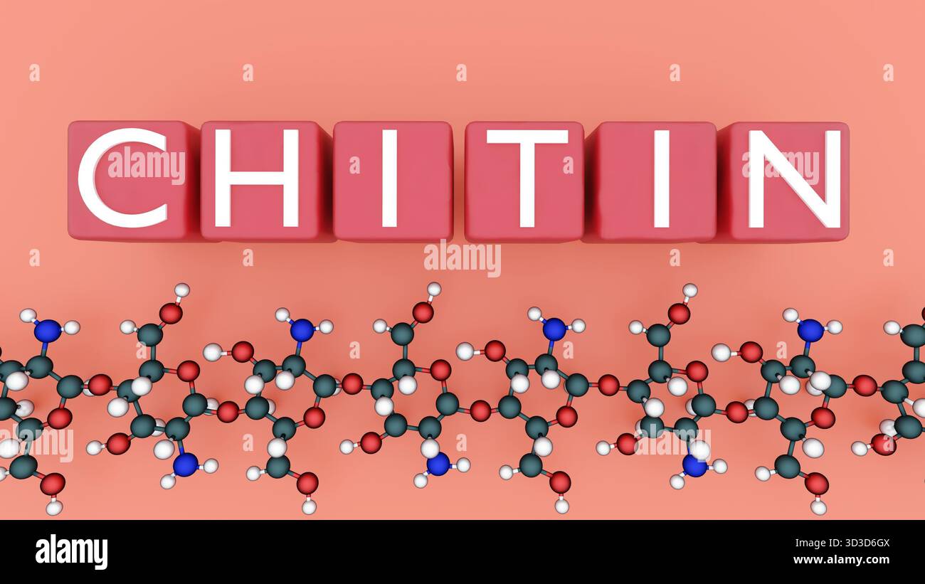 Rendering 3D della struttura molecolare della CHITINA e della parola CHITINA. Una visualizzazione educativa del polisaccaride complesso noto come Chitin. Foto Stock