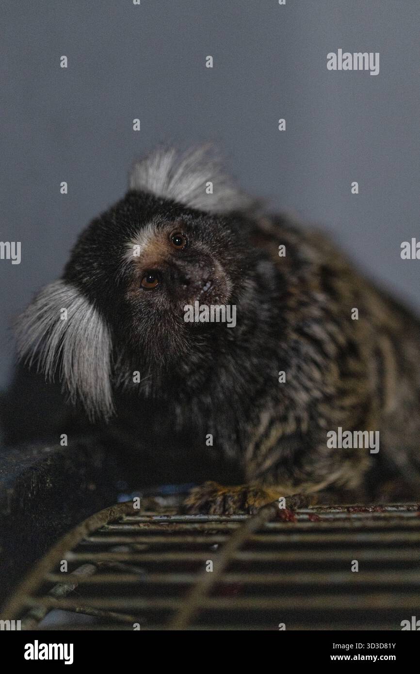 marmoset si trova in cima a una piccola struttura inclinando la testa con curiosità. L'illuminazione soffusa mette in risalto le sue caratteristiche distintive e la pelliccia fuzzy. La scena cattura la natura giocosa di questo piccolo primate. Foto Stock