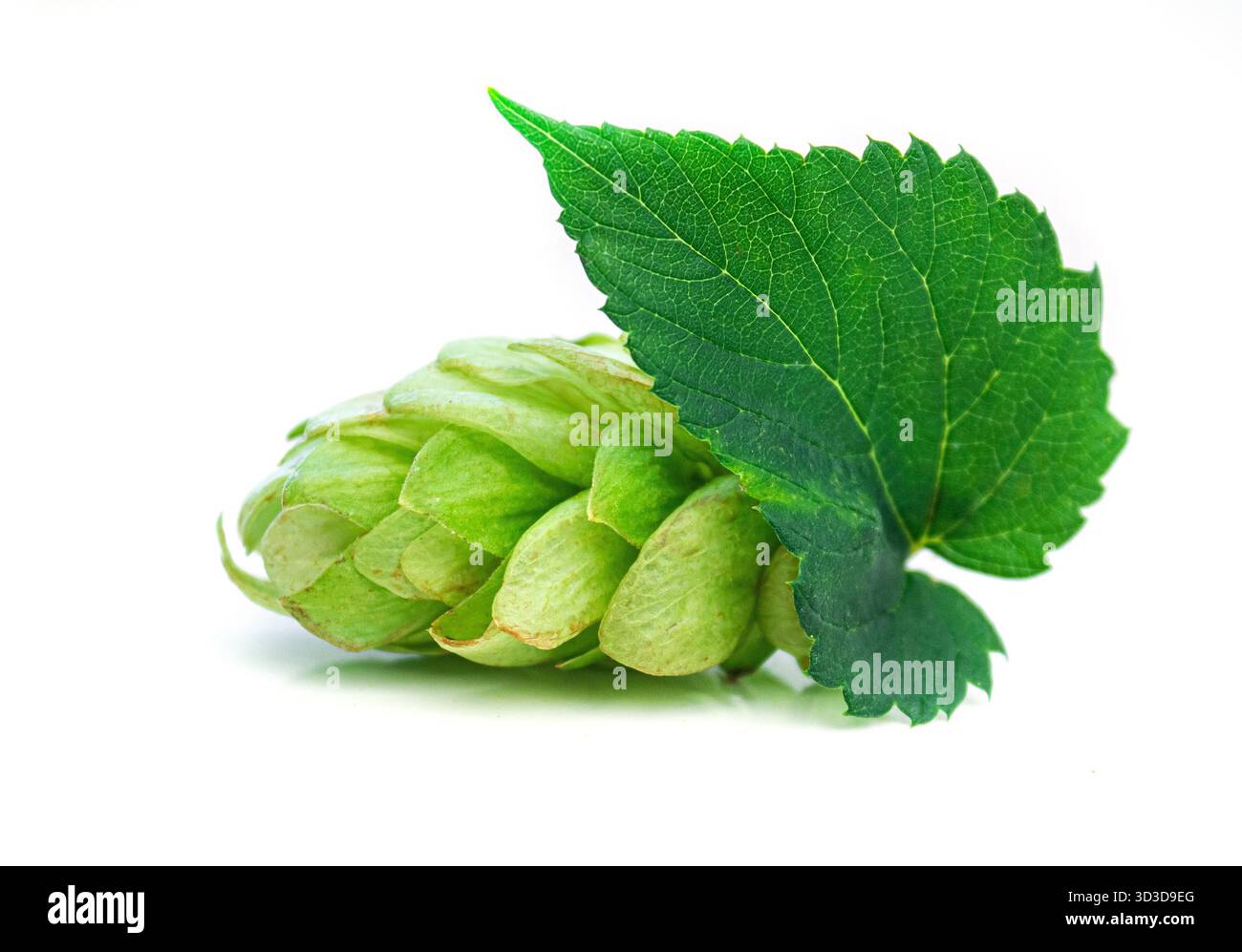 Ravvicinato ramo verde di luppolo fresco con foglia isolata su sfondo bianco. Sbattere il cono con la foglia. Fiore biologico di luppolo. Foto Stock