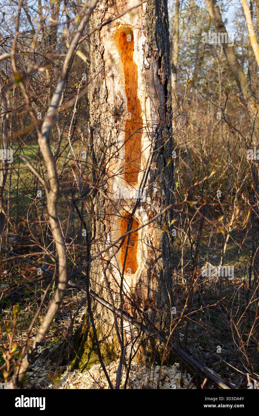 Grandi fori di picchio Pileated in un albero di olmo morto. Minnesota settentrionale, Stati Uniti. Foto Stock