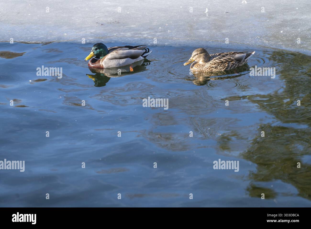 Maschio e femmina di anatre nuotare in acque fredde di un laghetto in inverno Foto Stock