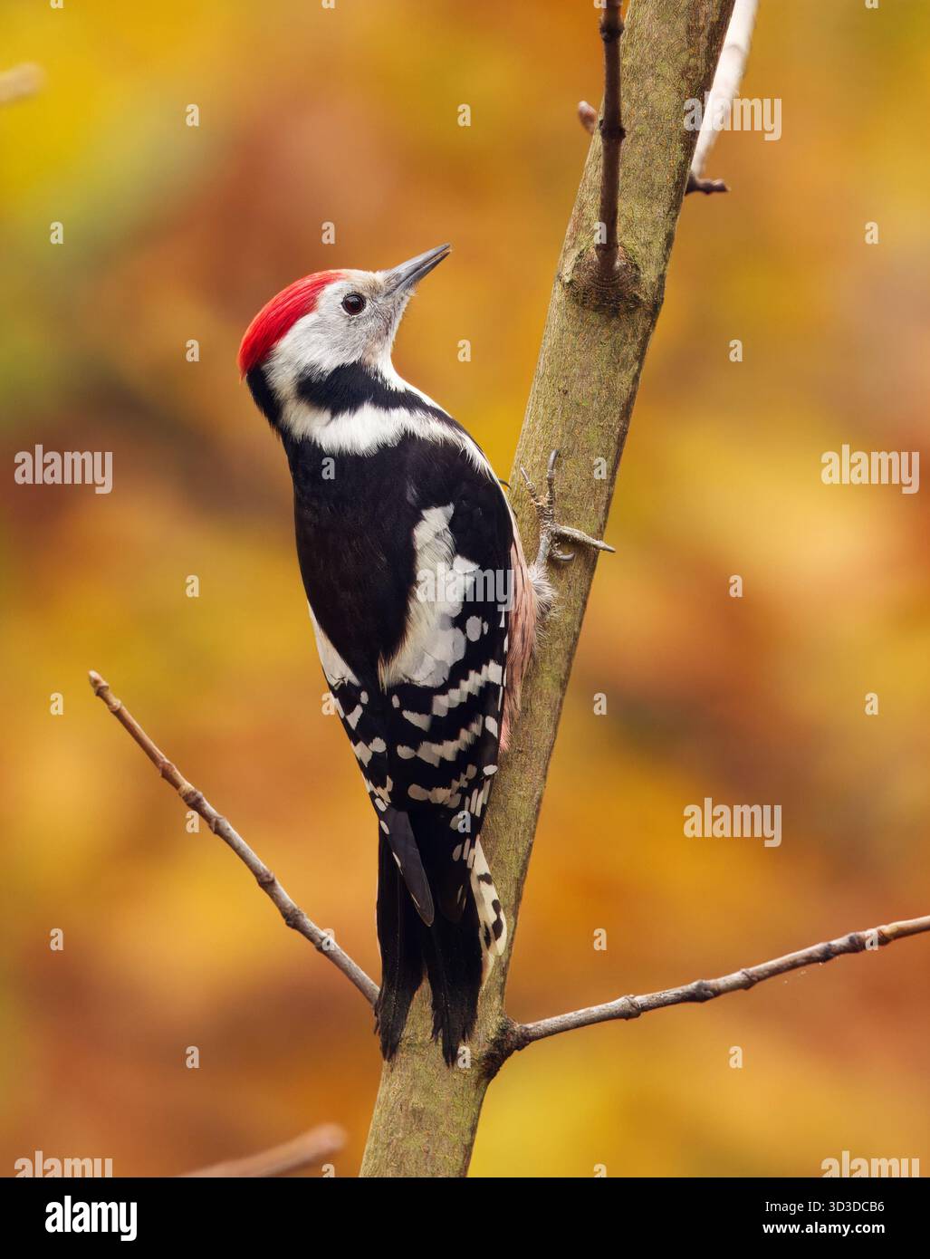 Picchio maculato di mezzo, Dendrocoptes medius arroccato su un ramo d'albero nel Parco Stromovka di Praga, circondato da vivaci colori autunnali e dal morbido dorato Foto Stock