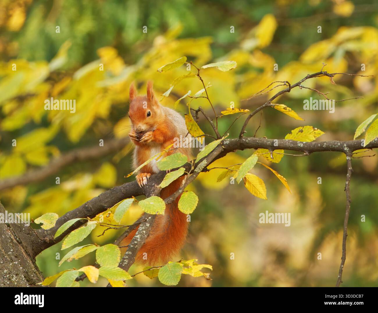 Uno scoiattolo rosso, Sciurus vulgaris si trova su un ramo circondato da foglie autunnali colorate nel parco Stromovka di Praga. Foto Stock